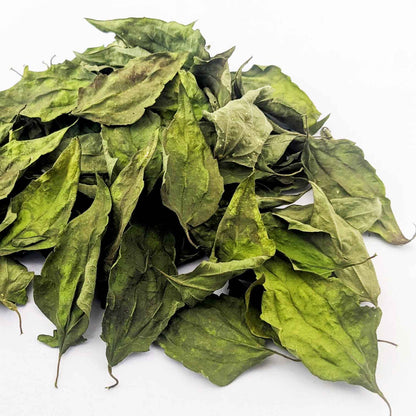Dream Herb | Dried Calea Zacatechichi Leaves | 100% Natural Herbal Tea-4