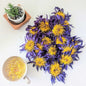 20kg Dried Blue Lotus Flowers - Premium Quality, Organic, for Tea, Bath, Incense, and More | Ceylon Organic-2