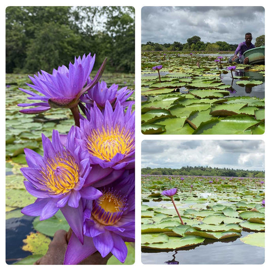 20kg Dried Blue Lotus Flowers - Premium Quality, Organic, for Tea, Bath, Incense, and More | Ceylon Organic-1